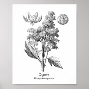 Quinoa Vintage Botanical Illustration Poster