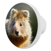 Quintin The Ginger Quokka,