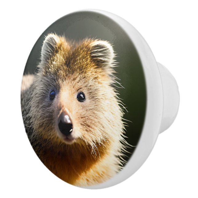Quintin The Ginger Quokka, Ceramic Knob (Right)