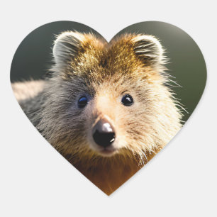 Quintin The Ginger Quokka, Heart Stickers