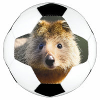 Quintin The Ginger Quokka, Soccer Ball