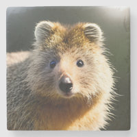 Quintin The Ginger Quokka, Stone Coaster
