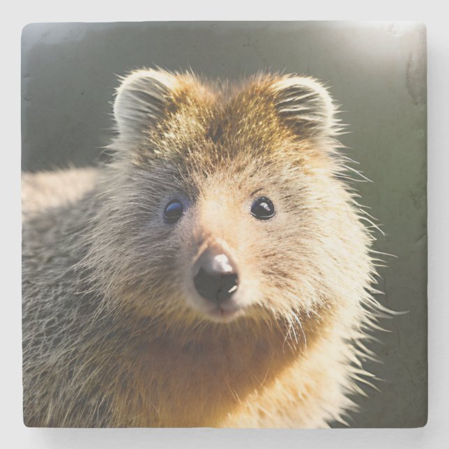 Quintin The Ginger Quokka, Stone Coaster (Front)