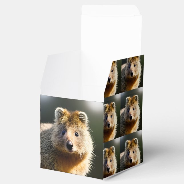 Quinton The Ginger Quokka, Favour Box (Opened)