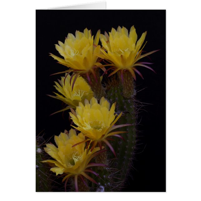 Quintuple of cactus flowers (Front)