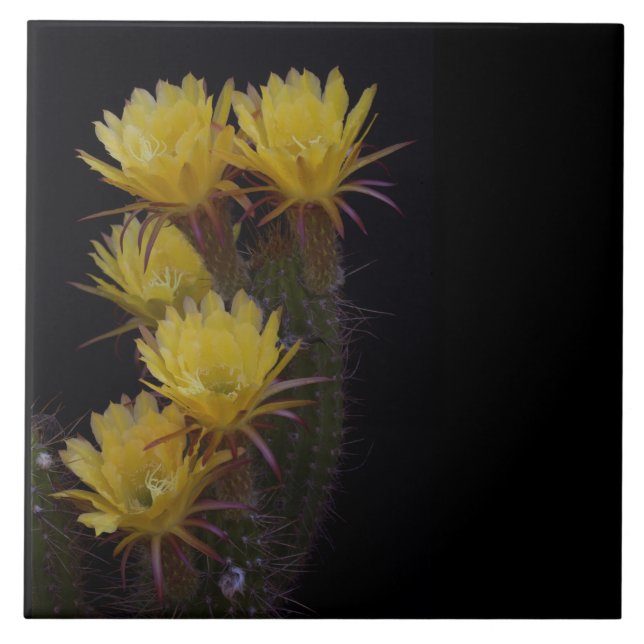 Quintuple of cactus flowers ceramic tile (Front)