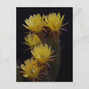 Quintuple of cactus flowers postcard