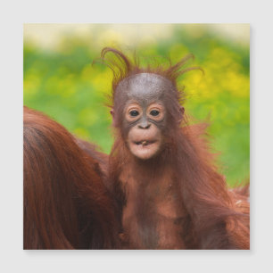 Quirky Charm of an Orangutan Baby