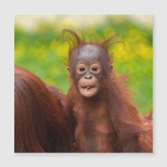 Quirky Charm of an Orangutan Baby (Front)