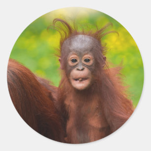 Quirky Charm of an Orangutan Baby Classic Round Sticker