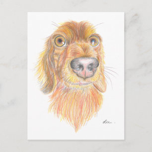 Quirky dachshund postcard