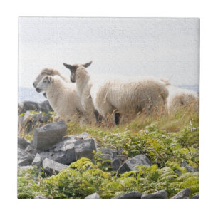 Quirky Designs - Sheep in a field Ceramic Tile