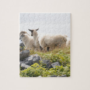 Quirky Designs - Sheep in a field Jigsaw Puzzle