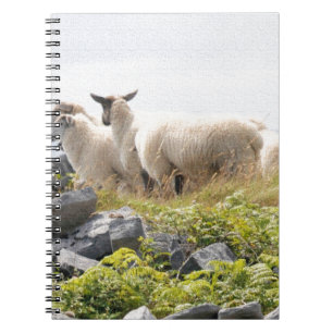 Quirky Designs - Sheep in a field Notebook