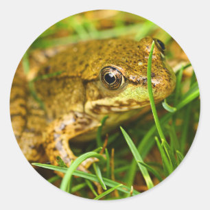 Quirky One-Sided Dialogue with a Small Green Frog Classic Round Sticker
