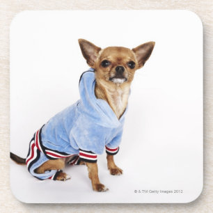 Quirky portrait of a Teacup Chihuahua 2 Coaster
