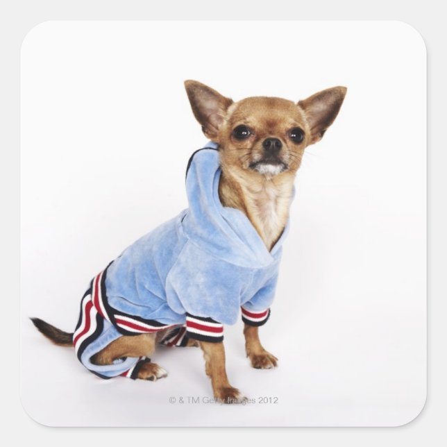 Quirky portrait of a Teacup Chihuahua 2 Square Sticker (Front)