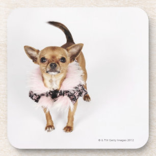 Quirky portrait of a Teacup Chihuahua Coaster