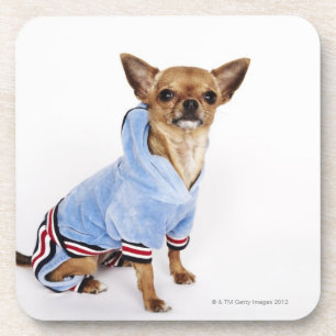 Quirky portrait of a Teacup Chihuahua Coaster