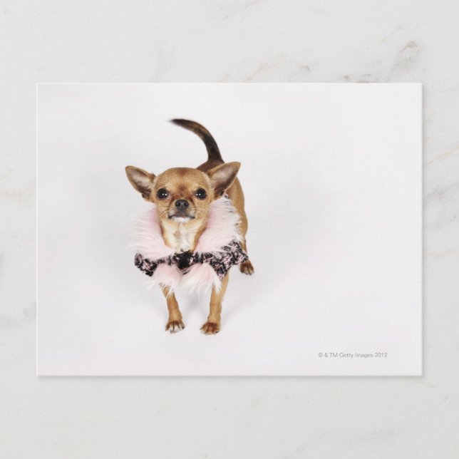 Quirky portrait of a Teacup Chihuahua Postcard (Front)