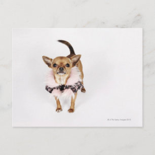 Quirky portrait of a Teacup Chihuahua Postcard