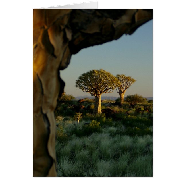 Quiver Tree Forest, Namibia Blank Card (Front)