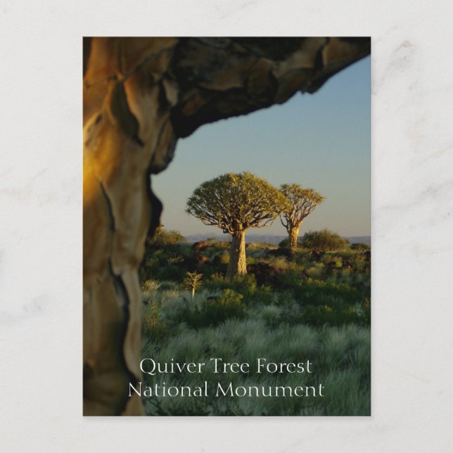 Quiver Tree Forest, Namibia Postcard (Front)