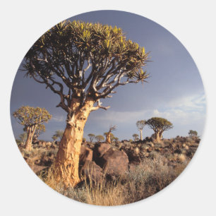 Quiver Trees (Aloe Dichotoma) Classic Round Sticker