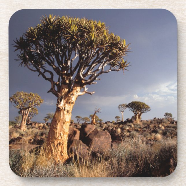 Quiver Trees (Aloe Dichotoma) Coaster (Front)