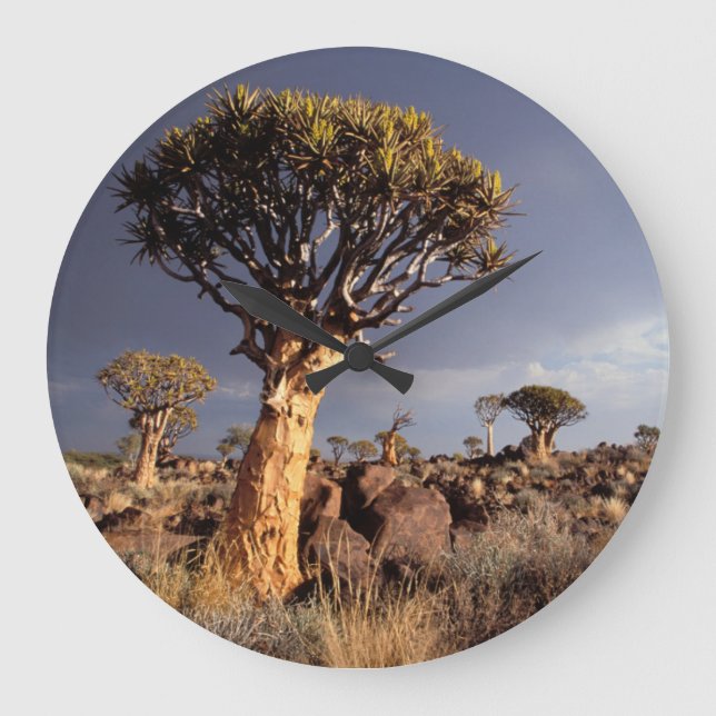 Quiver Trees (Aloe Dichotoma) Large Clock (Front)