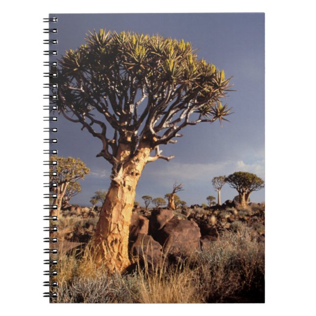 Quiver Trees (Aloe Dichotoma) Notebook (Front)