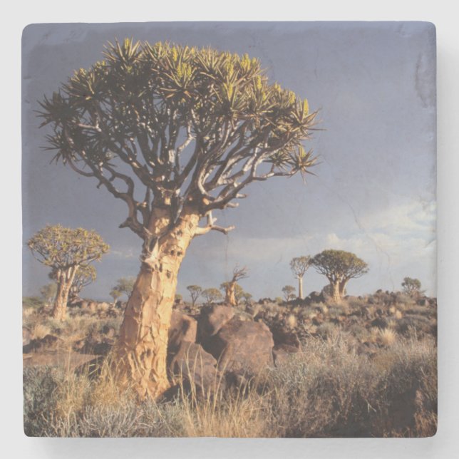Quiver Trees (Aloe Dichotoma) Stone Coaster (Front)