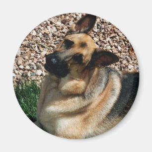 Quizzical German Shepherd Magnet