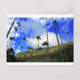 Qunidio wax palms in Cocora Valley of Colombia Postcard