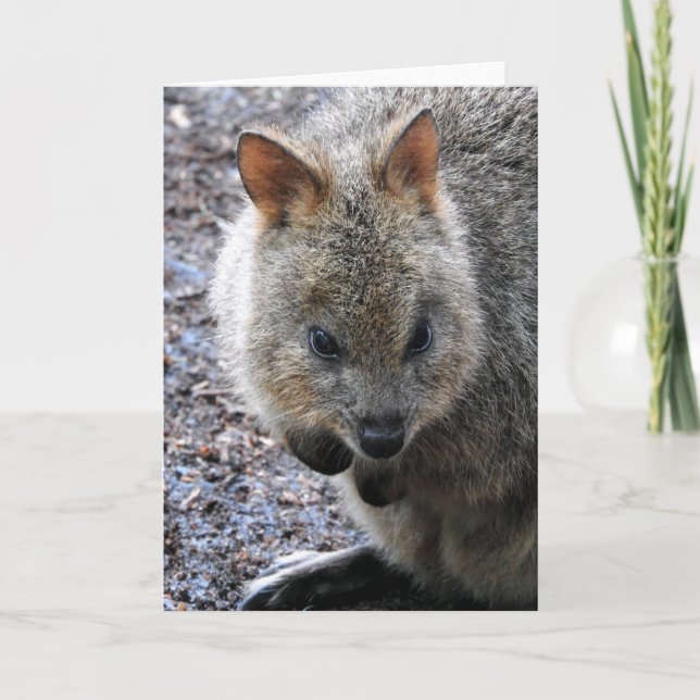 Quokka Card (Front)