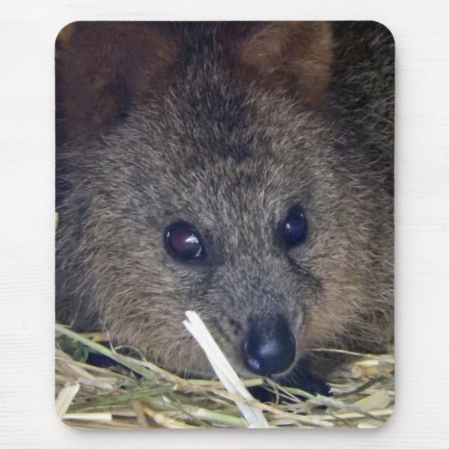 Quokka Mouse Pad (Front)