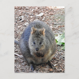 Quokka Postcard