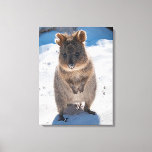 Quokka, Rottnest Island, Australia Canvas Print