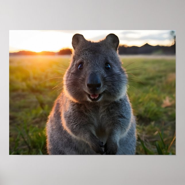 Quokka's Sunset Smile Poster (Front)