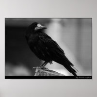 Quoth the Raven