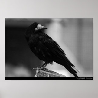 Quoth the Raven Poster