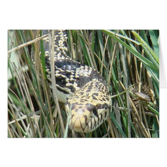 R0004 Bull Snake Card