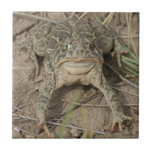 R10 Prairie Toad Ceramic Tile