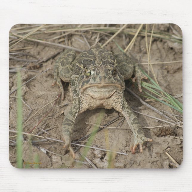 R10 Prairie Toad Mouse Pad (Front)