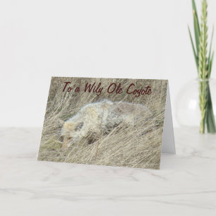 R13 Coyote in Tall Grass Card