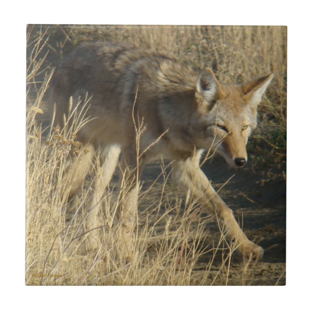 R14 Coyote Walking Ceramic Tile (Front)