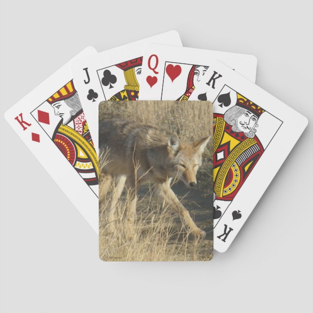 R14 Coyote Walking Playing Cards (Back)