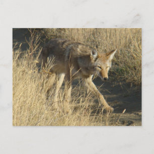R14 Coyote Walking Postcard
