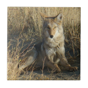 R15 Coyote Laying Ceramic Tile