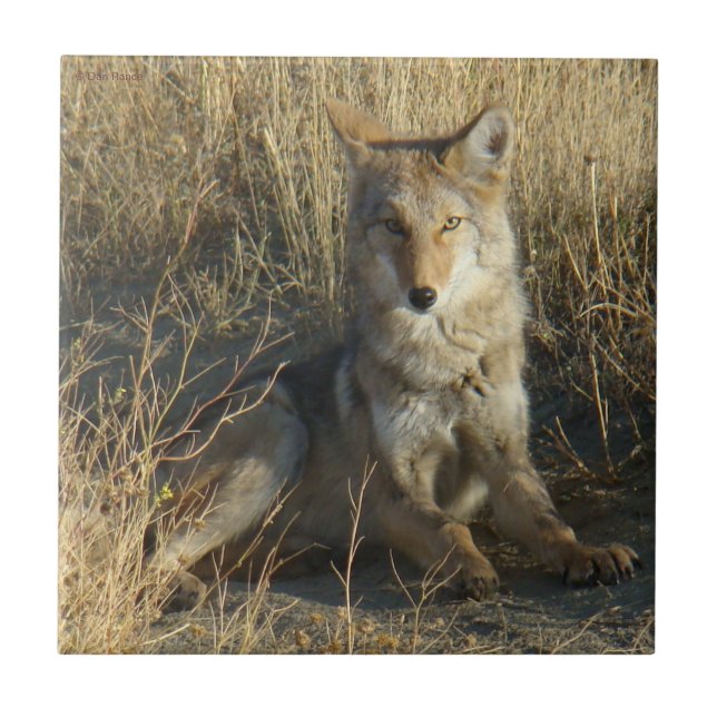 R15 Coyote Laying Ceramic Tile (Front)